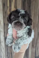 Girl 2-Hold, a female Miniature Schnauzer for sale in Brenham, TX – Photo 3 of 3