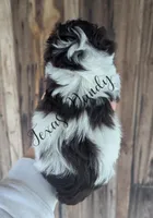 Girl 2-Hold, a female Miniature Schnauzer for sale in Brenham, TX – Photo 1 of 3