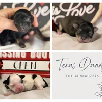 ~Valentine Babies~, a male Miniature Schnauzer for sale in Brenham, TX – 1 of 1