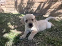 Pink girl/ brookland , a female Labrador Retriever for sale in Menifee, CA – 4 of 8