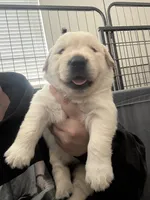 Blue boy, a male Golden Retriever for sale in Menifee, CA – 8 of 10