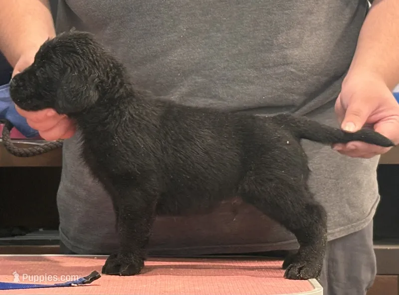 Teal boy – Labrador Retriever puppy for sale in Menifee, CA