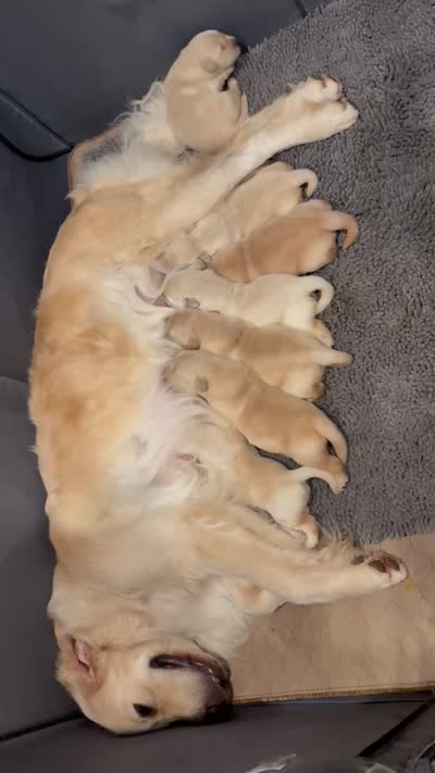 Blue boy, a male Golden Retriever for sale in Menifee, CA – 10 of 10