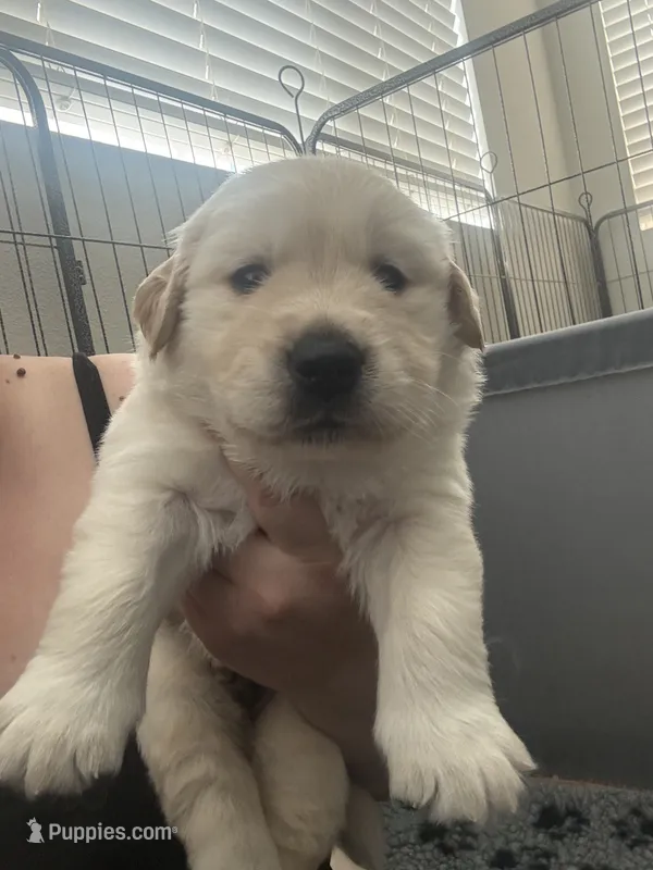 Blue boy – Golden Retriever puppy for sale in Menifee, CA
