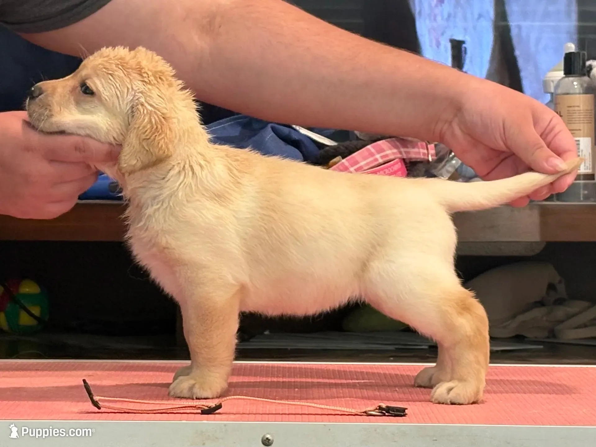 Pink girl/ brookland , a female Labrador Retriever for sale in Menifee, CA – 1 of 8