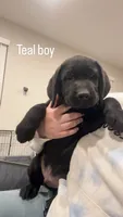 Teal boy, a male Labrador Retriever for sale in Menifee, CA – 2 of 10