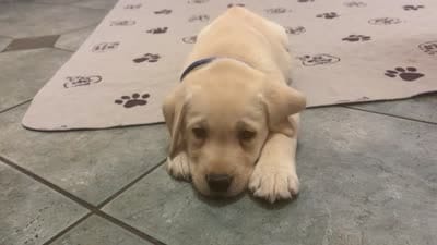 Pink girl/ brookland , a female Labrador Retriever for sale in Menifee, CA – 6 of 8