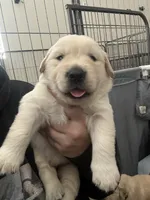 Blue boy, a male Golden Retriever for sale in Menifee, CA – 2 of 10