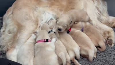 Blue boy, a male Golden Retriever for sale in Menifee, CA – 9 of 10