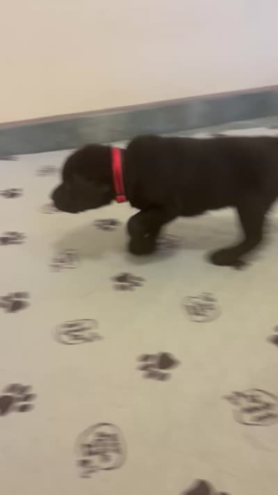 Pink girl/ brookland , a female Labrador Retriever for sale in Menifee, CA – 8 of 8