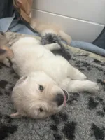Blue boy, a male Golden Retriever for sale in Menifee, CA – 3 of 10