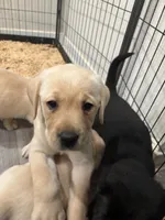 Pink girl/ brookland , a female Labrador Retriever for sale in Menifee, CA – 3 of 8