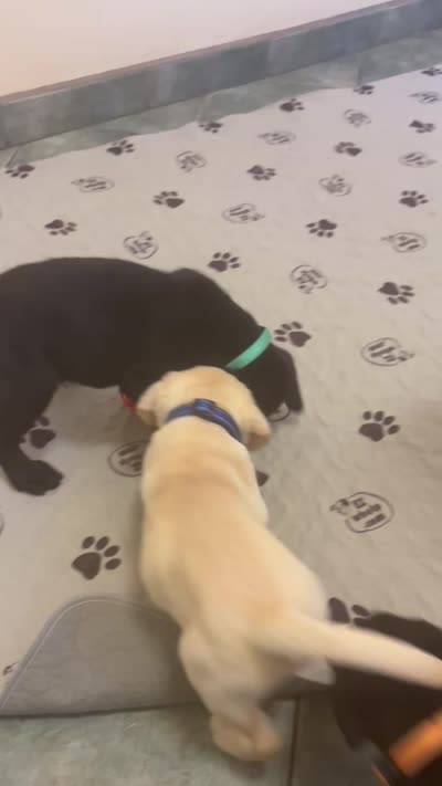 Pink girl/ brookland , a female Labrador Retriever for sale in Menifee, CA – 7 of 8