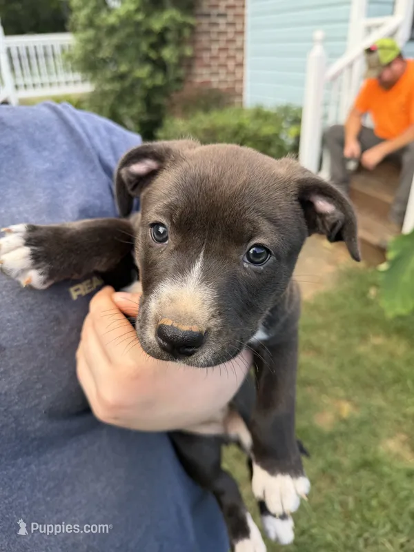 River – Border Collie puppy for sale in Dyke, VA