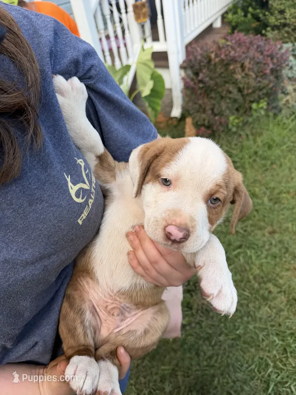 Brownie  – Border Collie puppy for sale in Dyke, VA