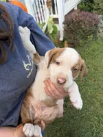 Brownie , a male Border Collie for sale in Dyke, VA – 1 of 1