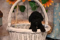 Brandy, a female Springer Doodle for sale in Peru, ME – Photo 3 of 4