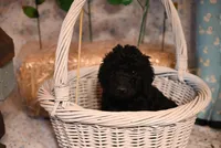 Brandy, a female Springer Doodle for sale in Peru, ME – Photo 2 of 4