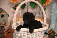 Brandy, a female Springer Doodle for sale in Peru, ME – Photo 4 of 4