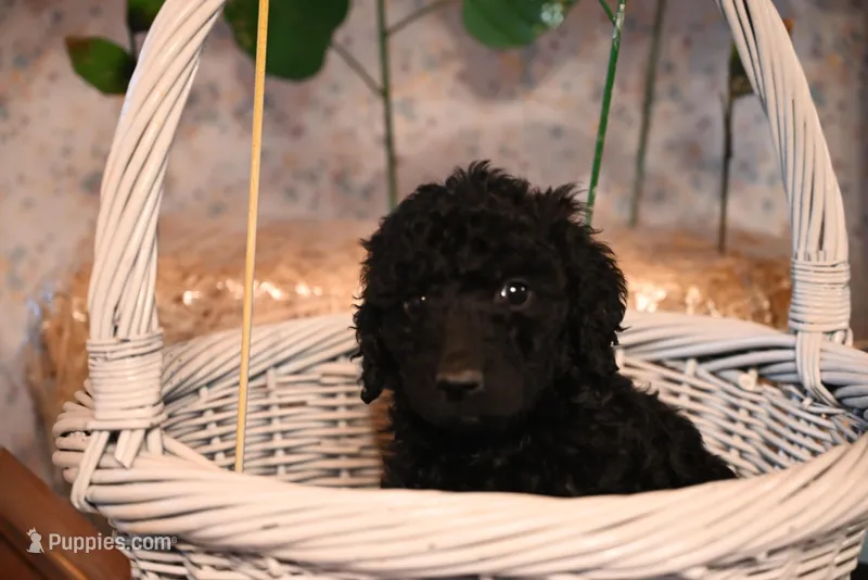 Brandy – Springer Doodle puppy for sale in Peru, ME
