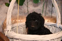 Brandy, a female Springer Doodle for sale in Peru, ME – Photo 1 of 4