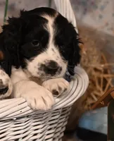 Dolly, a female English Springer Spaniel for sale in Peru, ME – Photo 1 of 3