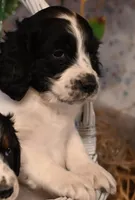 Dolly, a female English Springer Spaniel for sale in Peru, ME – Photo 3 of 3