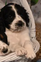 Dolly, a female English Springer Spaniel for sale in Peru, ME – Photo 2 of 3