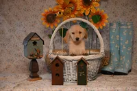 Penny, a female Golden Retriever for sale in Peru, ME – Photo 3 of 5