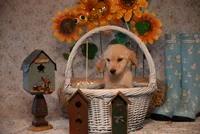 Penny, a female Golden Retriever for sale in Peru, ME – Photo 2 of 5