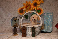 Penny, a female Golden Retriever for sale in Peru, ME – Photo 4 of 5
