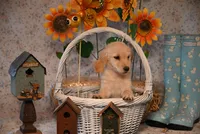 Penny, a female Golden Retriever for sale in Peru, ME – Photo 1 of 5