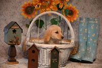 Penny, a female Golden Retriever for sale in Peru, ME – Photo 5 of 5