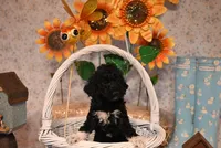 Baxter , a male Springer Doodle for sale in Peru, ME – Photo 2 of 6