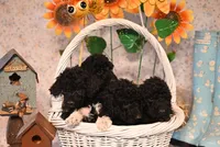 Baxter , a male Springer Doodle for sale in Peru, ME – Photo 5 of 6