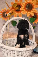 Baxter , a male Springer Doodle for sale in Peru, ME – Photo 6 of 6