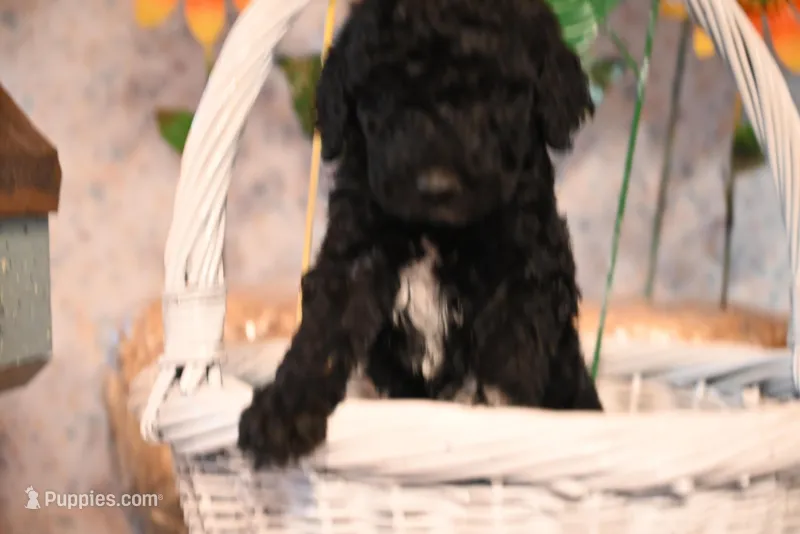 Baxter  – Springer Doodle puppy for sale in Peru, ME
