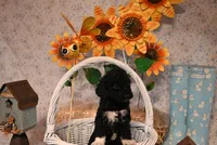 Baxter , a male Springer Doodle for sale in Peru, ME – Photo 4 of 6