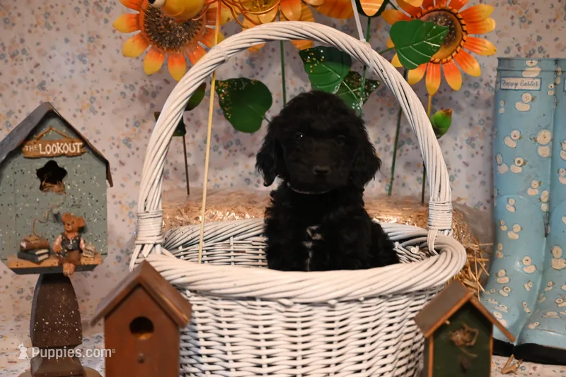Franklin – Goldendoodle puppy for sale in Peru, ME
