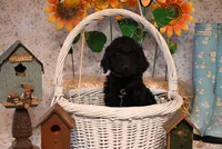 Franklin, a male Goldendoodle for sale in Peru, ME – Photo 1 of 5