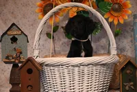 Franklin, a male Goldendoodle for sale in Peru, ME – Photo 4 of 5