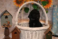 Franklin, a male Goldendoodle for sale in Peru, ME – Photo 2 of 5
