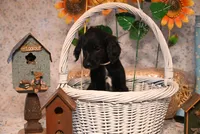 Franklin, a male Goldendoodle for sale in Peru, ME – Photo 3 of 5