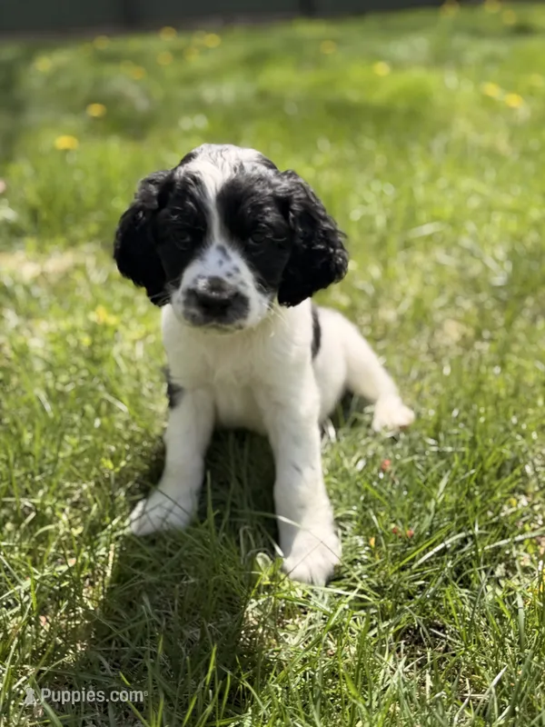 Oxford – English Springer Spaniel puppy for sale in Peru, ME