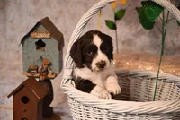 Oxford, a male English Springer Spaniel for sale in Peru, ME – Photo 4 of 4