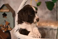 Oxford, a male English Springer Spaniel for sale in Peru, ME – Photo 2 of 4