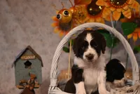 Oxford, a male English Springer Spaniel for sale in Peru, ME – Photo 3 of 4
