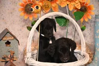 Bryce, a female Goldendoodle for sale in Peru, ME – Photo 4 of 4