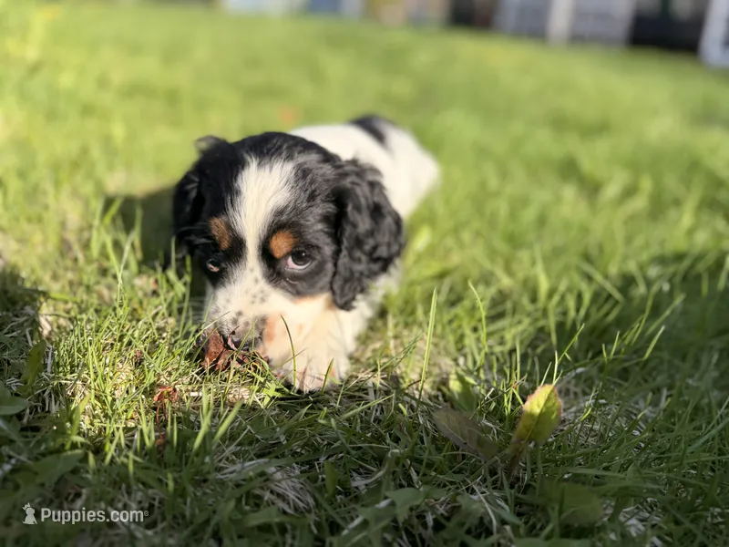 Dolly – English Springer Spaniel puppy for sale in Peru, ME