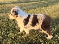 Pearl, a female Australian Shepherd for sale in North Branch, MI – 5 of 10